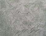 解睿芸-大頭照