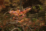 張芫邦-大頭照