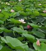 郭育祥-林園-大頭照