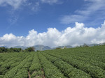 張友駿-大頭照