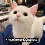 李櫂宇-大頭照